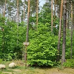 Ptasie Radio, 48.2 Ostoja Bukowo Nyaraló Borowy Młyn